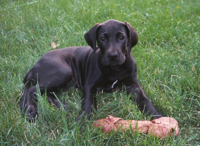 smokey-1.jpg (102322 bytes)