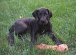 Smokey-1.1.jpg (4706 bytes)